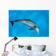 Atlantic Bottlenose Dolphin, Wall Mural