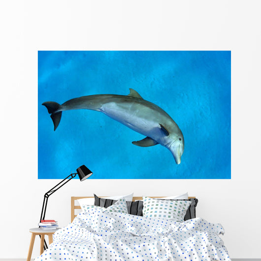 Atlantic Bottlenose Dolphin, Wall Mural