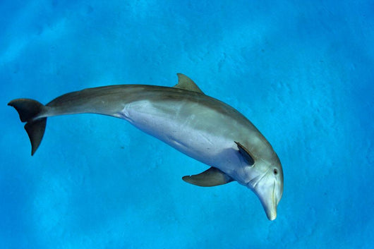 Atlantic Bottlenose Dolphin, Wall Mural