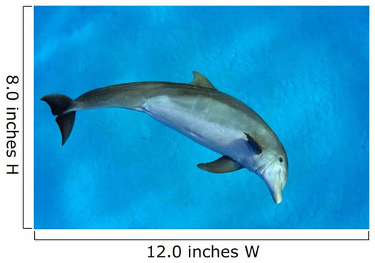 Atlantic Bottlenose Dolphin, Wall Mural
