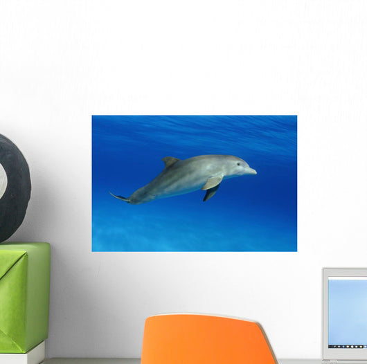 Atlantic Bottlenose Dolphin, Wall Mural