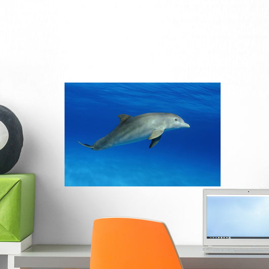 Atlantic Bottlenose Dolphin, Wall Mural