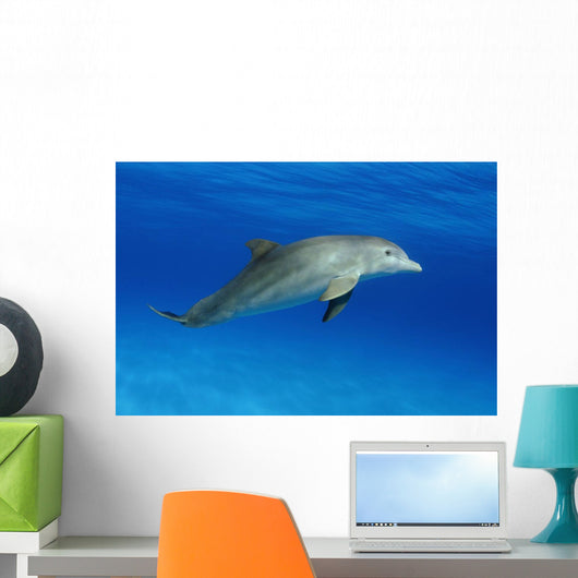 Atlantic Bottlenose Dolphin, Wall Mural
