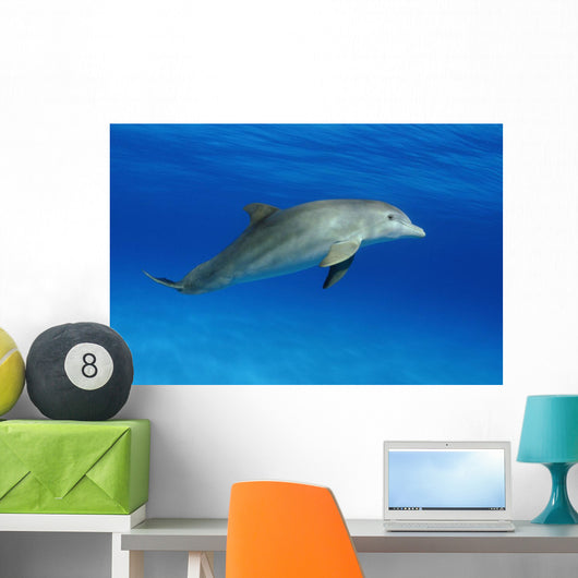 Atlantic Bottlenose Dolphin, Wall Mural