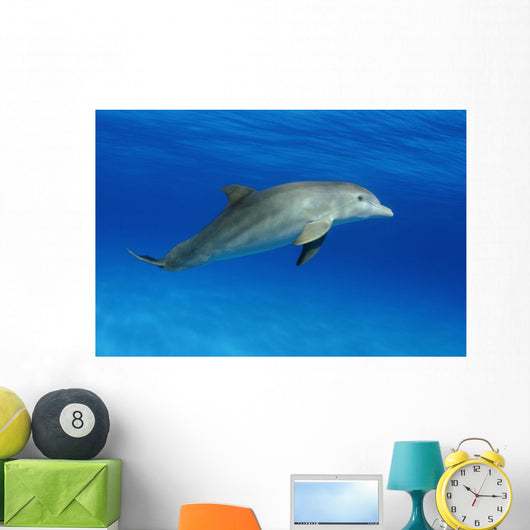 Atlantic Bottlenose Dolphin, Wall Mural