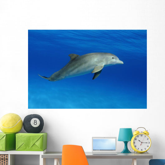 Atlantic Bottlenose Dolphin, Wall Mural