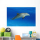 Atlantic Bottlenose Dolphin, Wall Mural