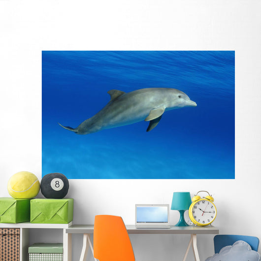 Atlantic Bottlenose Dolphin, Wall Mural
