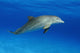 Atlantic Bottlenose Dolphin, Wall Mural