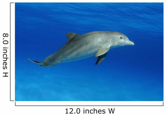 Atlantic Bottlenose Dolphin, Wall Mural