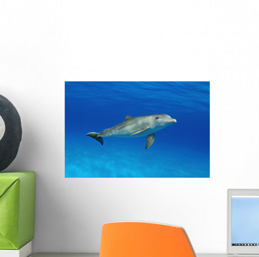 Atlantic Bottlenose Dolphin, Wall Mural
