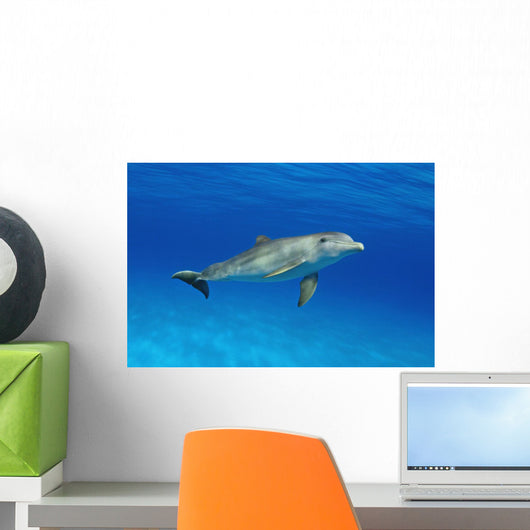 Atlantic Bottlenose Dolphin, Wall Mural