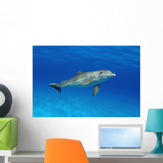 Atlantic Bottlenose Dolphin, Wall Mural
