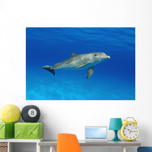 Atlantic Bottlenose Dolphin, Wall Mural