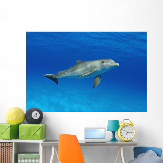 Atlantic Bottlenose Dolphin, Wall Mural