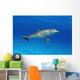 Atlantic Bottlenose Dolphin, Wall Mural