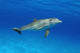 Atlantic Bottlenose Dolphin, Wall Mural
