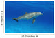 Atlantic Bottlenose Dolphin, Wall Mural