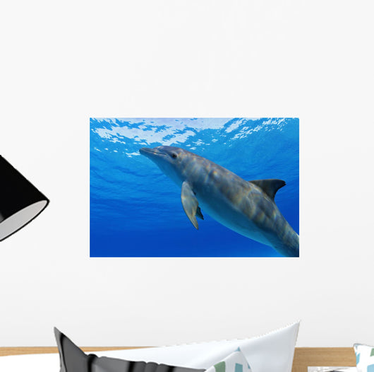 Atlantic Bottlenose Dolphin, Wall Mural