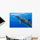 Atlantic Bottlenose Dolphin, Wall Mural