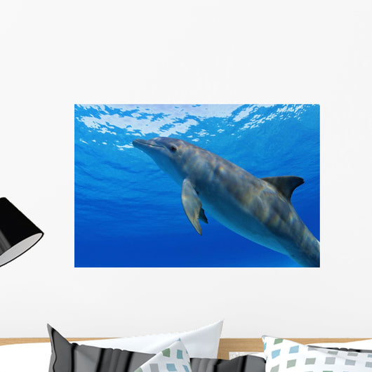 Atlantic Bottlenose Dolphin, Wall Mural