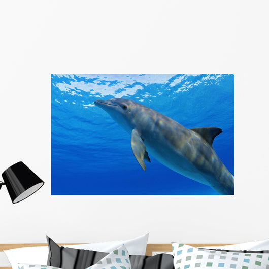Atlantic Bottlenose Dolphin, Wall Mural