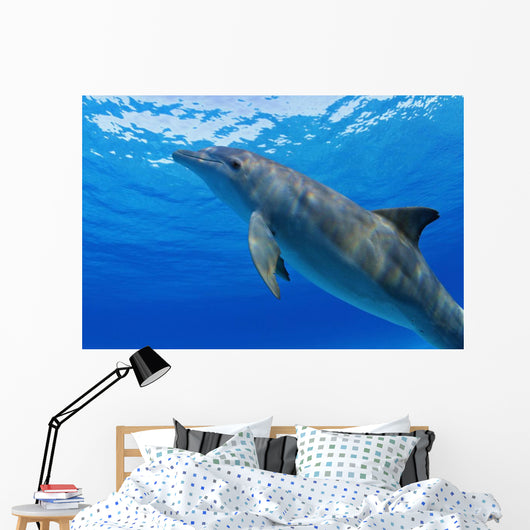 Atlantic Bottlenose Dolphin, Wall Mural