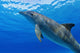 Atlantic Bottlenose Dolphin, Wall Mural