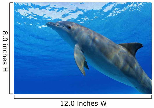 Atlantic Bottlenose Dolphin, Wall Mural