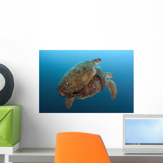 Chelonia Mydas Wall Mural