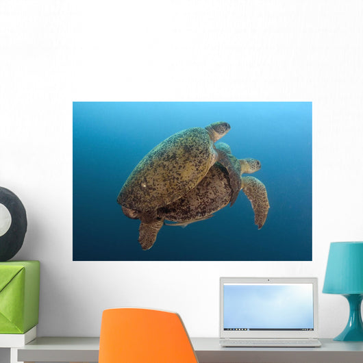 Chelonia Mydas Wall Mural