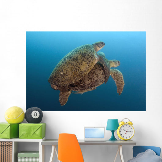 Chelonia Mydas Wall Mural