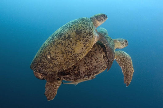 Chelonia Mydas Wall Mural