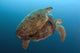 Chelonia Mydas Wall Mural