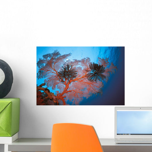 Palau, Sea Fans Feather Stars Wall Mural