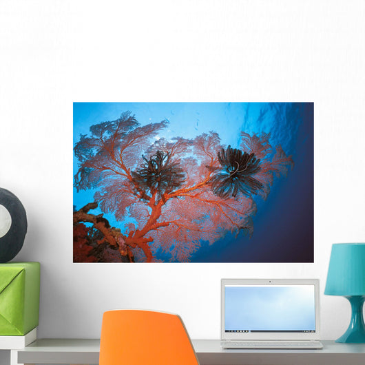 Palau, Sea Fans Feather Stars Wall Mural