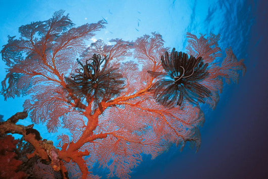 Palau, Sea Fans Feather Stars Wall Mural