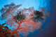 Palau, Sea Fans Feather Stars Wall Mural