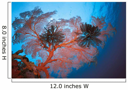 Palau, Sea Fans Feather Stars Wall Mural