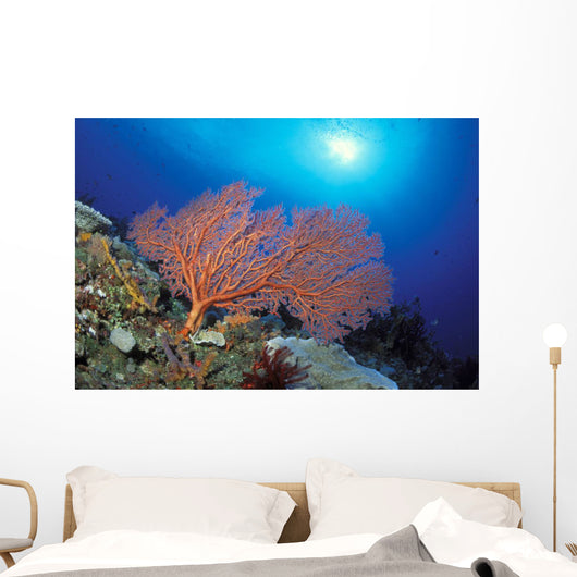 Papua New Guinea, Milne Bay, Orange Sea Fan With Sunburst Wall Mural