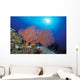 Papua New Guinea, Milne Bay, Orange Sea Fan With Sunburst Wall Mural