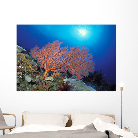 Papua New Guinea, Milne Bay, Orange Sea Fan With Sunburst Wall Mural