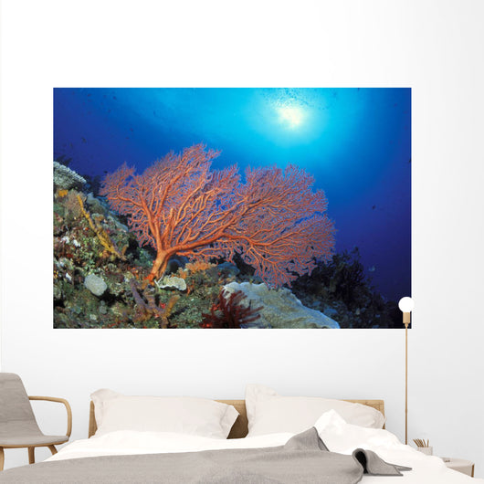 Papua New Guinea, Milne Bay, Orange Sea Fan With Sunburst Wall Mural