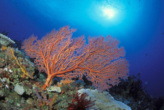 Papua New Guinea, Milne Bay, Orange Sea Fan With Sunburst Wall Mural