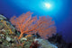 Papua New Guinea, Milne Bay, Orange Sea Fan With Sunburst Wall Mural