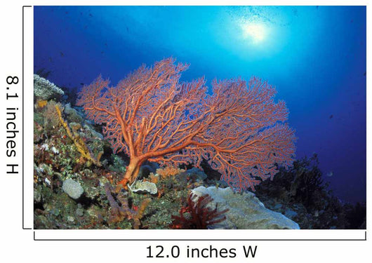 Papua New Guinea, Milne Bay, Orange Sea Fan With Sunburst Wall Mural