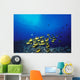 Schooling Raccoon Butterflyfish Near Reef Wall Mural