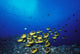 Schooling Raccoon Butterflyfish Near Reef Wall Mural