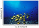 Schooling Raccoon Butterflyfish Near Reef Wall Mural