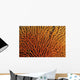 Australia, Coral Sea Fan, Close-Up Bright Orange And Yellow Branches Wall Mural